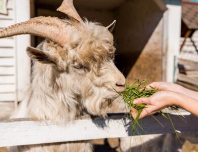 Segurado Especial do INSS