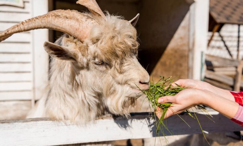 Segurado Especial do INSS